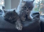 Brits langhaar kittens, Dieren en Toebehoren, Katten en Kittens | Raskatten | Korthaar, Meerdere dieren, Ontwormd, 0 tot 2 jaar
