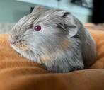 Prachtig jong/ baby cavia lilac beertje, Dieren en Toebehoren, Knaagdieren, Cavia, Mannelijk, Tam, Oktober