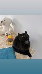 Britse Korthaar Kittens, Dieren en Toebehoren, Katten en Kittens | Raskatten | Korthaar, Poes, Gechipt, 0 tot 2 jaar