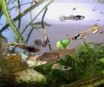 Endler yellow tiger raszuiver (Guppen) geel man vrouw, Vis, Zoetwatervis, Schoolvis