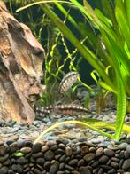 6x dwerg botia ter overname, Ophalen, Zo goed als nieuw