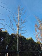 Liquidambar 'Palo Alto' in pot - Stamomtrek 25-30cm, Ophalen, In pot, Volle zon, 400 cm of meer