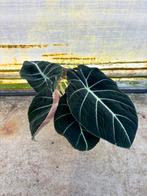 Alocasia Black Velvet, Huis en Inrichting, Kamerplanten, Ophalen of Verzenden, Halfschaduw, Minder dan 100 cm