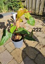 Philodendron red emerald, kamerplant, Huis en Inrichting, Kamerplanten, Ophalen of Verzenden, Halfschaduw, Minder dan 100 cm