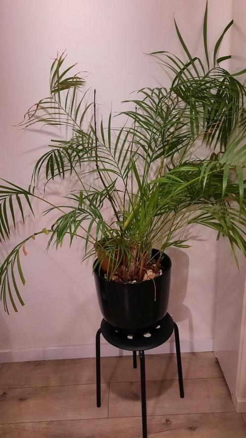 Areca Palm, Huis en Inrichting, Kamerplanten, Overige soorten, Minder dan 100 cm, Ophalen of Verzenden