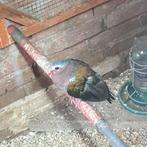 Groenvleugel duif, Meerdere dieren