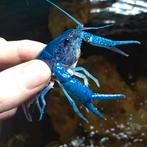 Blauwe floridakreeft man p. alleni, Kreeft, Krab of Garnaal, Zoetwatervis
