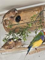 Bankvinken, Dieren en Toebehoren, Vogels | Overige Vogels, Meerdere dieren, Tropenvogel