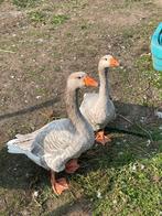 Steinbacher koppel, Dieren en Toebehoren, Pluimvee, Meerdere dieren, Eend