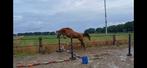 springpaard, Dieren en Toebehoren, Paarden, Ruin, Springpaard, 3 tot 6 jaar