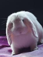 konijntjes nhd hangoor teddy widder, Dieren en Toebehoren, Meerdere dieren, Dwerg, Hangoor, 0 tot 2 jaar