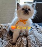 Prachtige Ragdoll kittens!!, Meerdere dieren, Gechipt, 0 tot 2 jaar