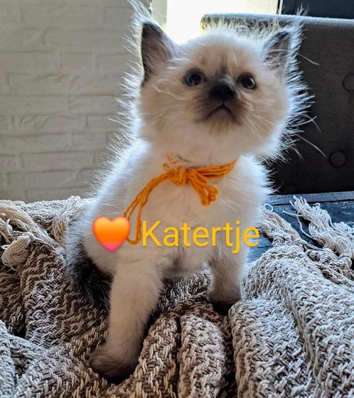 Prachtige Ragdoll kittens!!, Dieren en Toebehoren, Katten en Kittens | Raskatten | Langhaar, Meerdere dieren, 0 tot 2 jaar, Gechipt
