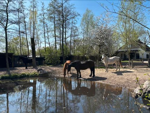 Plek vrij op paddock paradise aan huis in rustige kudde, Dieren en Toebehoren, Stalling en Weidegang, Stalling, 1 paard of pony