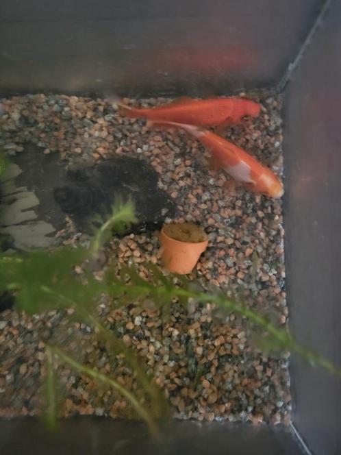 2 goudvissen + vissenkom, Dieren en Toebehoren, Vissen | Aquaria en Toebehoren, Ophalen