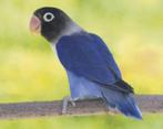 4 agapornis personata's te koop, Dieren en Toebehoren, Vogels | Parkieten en Papegaaien, Vrouwelijk, Dwergpapegaai of Agapornis