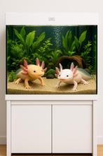 Aquarium en axolotls te koop!, Dieren en Toebehoren, Ophalen, Zo goed als nieuw, Gevuld zoetwateraquarium