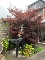 Acer, Japanse Esdoorn, Ophalen, Bloeit niet, Halfschaduw, Overige soorten