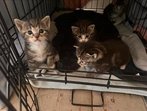 Kittens zoeken gouden mandje, Dieren en Toebehoren, Katten en Kittens | Raskatten | Korthaar, Meerdere dieren, Ontwormd
