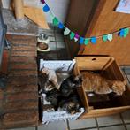 4 lieve speelse kittens, Dieren en Toebehoren, Katten en Kittens | Overige Katten, Meerdere dieren