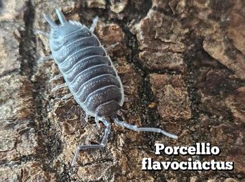 Porcellio flavocinctus  beschikbaar voor biedingen