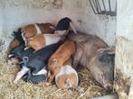 Gezocht, dekbeer, Dieren en Toebehoren, Schapen, Geiten en Varkens, Mannelijk, Geit