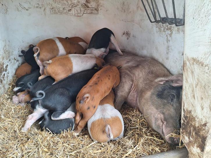 Gezocht, dekbeer, Dieren en Toebehoren, Schapen, Geiten en Varkens, Geit, Mannelijk
