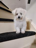 Puppy maltezer, Mei, Vrouwelijk