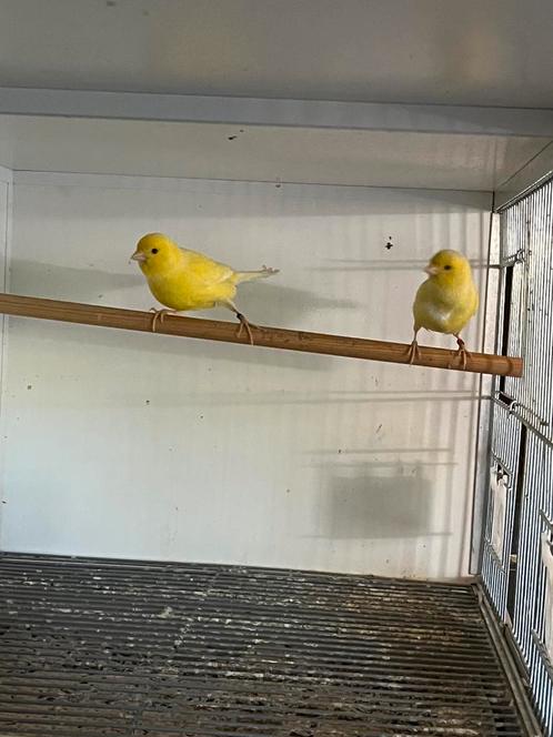 2 koppels Gele kanaries te koop, Dieren en Toebehoren, Vogels | Kanaries, Kleurkanarie, Meerdere dieren