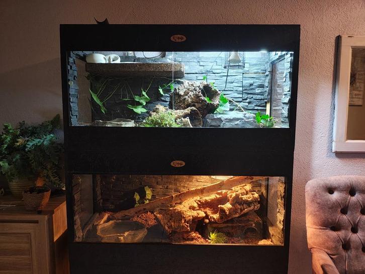 Coral Glow Cinnamon Ivory vrouw koningspython ballpython