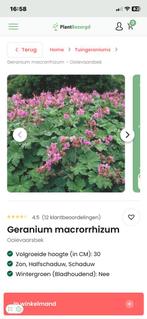 ruilen geranium Macrorrhizum voor geranium Rozanne, Tuin en Terras, Planten | Tuinplanten, Ophalen, Bodembedekkers, Volle zon