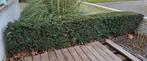 Taxus Baccata Hagen - Zelf Uitgraven, Tuin en Terras, Ophalen, Taxus, Haag, 250 cm of meer