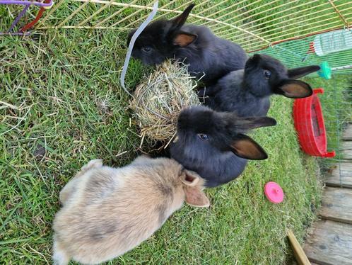 Jonge konijntjes, Dieren en Toebehoren, Konijnen, Middelgroot, Geslacht onbekend, 0 tot 2 jaar