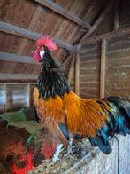 Haan, Dieren en Toebehoren, Mannelijk, Kip