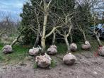 Laagstam kersenbomen 5 zoete toprassen, Ophalen, Lente