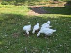 Ganzen gratis op te halen, Dieren en Toebehoren, Pluimvee, Meerdere dieren, Gans of Zwaan