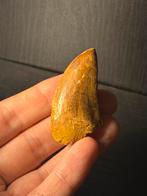 Carcharodontosaurus Tand ( dinosaurus tand ), Verzamelen, Ophalen of Verzenden, Fossiel