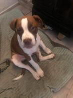Lieve pup van net 4 maanden, Dieren en Toebehoren, Honden | Bulldogs, Pinschers en Molossers, 15 weken tot 1 jaar, Reu, CDV (hondenziekte)