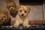 Exclusieve Maltipoo Pups, Dieren en Toebehoren, Rabiës (hondsdolheid), 15 weken tot 1 jaar, Overige rassen, Meerdere