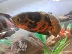 Mooie oscar, Dieren en Toebehoren, Vissen | Aquariumvissen, Vis
