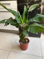 Bananenplant in pot, In pot, Minder dan 100 cm, Bloeiende kamerplant, Halfschaduw