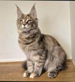 Maine Coon Umi female Aldona's Gift *PL, Kater, Ontwormd