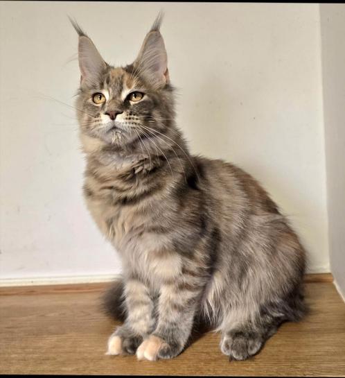 Maine Coon Umi female Aldona's Gift *PL, Dieren en Toebehoren, Katten en Kittens | Raskatten | Langhaar, Kater, Ontwormd