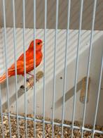 Roodvetstof kanarie man, Dieren en Toebehoren, Vogels | Kanaries, Mannelijk, Kleurkanarie