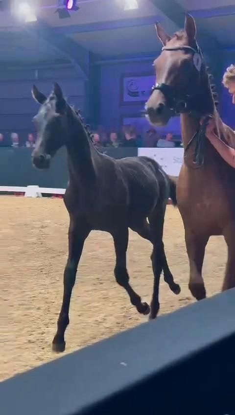 Chique Dante US x Le Formidable hengstveulen, Dieren en Toebehoren, Paarden, Hengst, 0 tot 2 jaar, Dressuurpaard