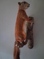 Opgezette eekhoorn NIEUW, Verzamelen, Dierenverzamelingen, Ophalen of Verzenden, Nieuw, Wild dier, Opgezet dier
