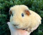 Lief Cavia beertje (Rex dragend), Cavia, April, Mannelijk, Tam