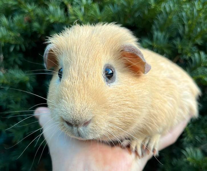 Lief Cavia beertje (Rex dragend), Dieren en Toebehoren, Knaagdieren, Mannelijk, Cavia, April, Tam