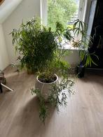 Grote bamboe achtige plant, Huis en Inrichting, Ophalen, Overige soorten