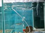 Zilver Arowana Osteoglossum Bicirrhosum, Dieren en Toebehoren, Vissen | Aquariumvissen, Vis, Zoetwatervis